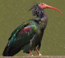 Wwf, ultimo esemplare di Ibis eremita in Europa ucciso a fucilate