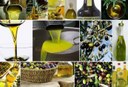 L'olivicoltura lombarda verso Expo 2015