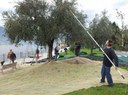Dervio: sul lungolago la raccolta delle olive