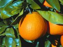 Le arance “Made in Sicily” in vetrina a Hong Kong  